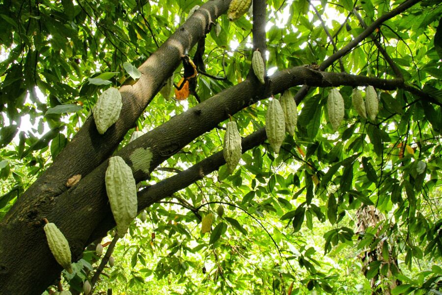 Imagem low-angle-shot-cocoa-tree-with-blooming-cocoa-beans-it